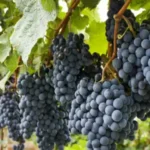 Racimos de uvas - Viñedos - Visitas a Bodegas - Raul G Travel